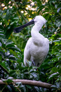 Bird perching on a plant