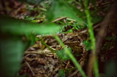 Close-up of frog on land