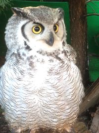 Close-up of owl