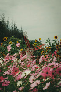 Close-up of pink flowering plants on field against sky