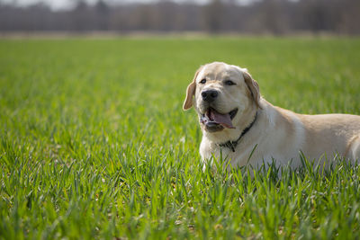 Dog looking away on field