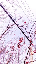 Low angle view of tree against sky