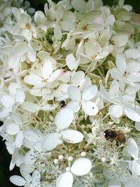 Full frame shot of white flowers