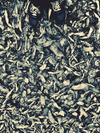 High angle view of insect on ground