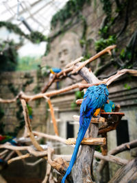 Close-up of blue bird perching on rope