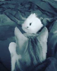 domestic cat
