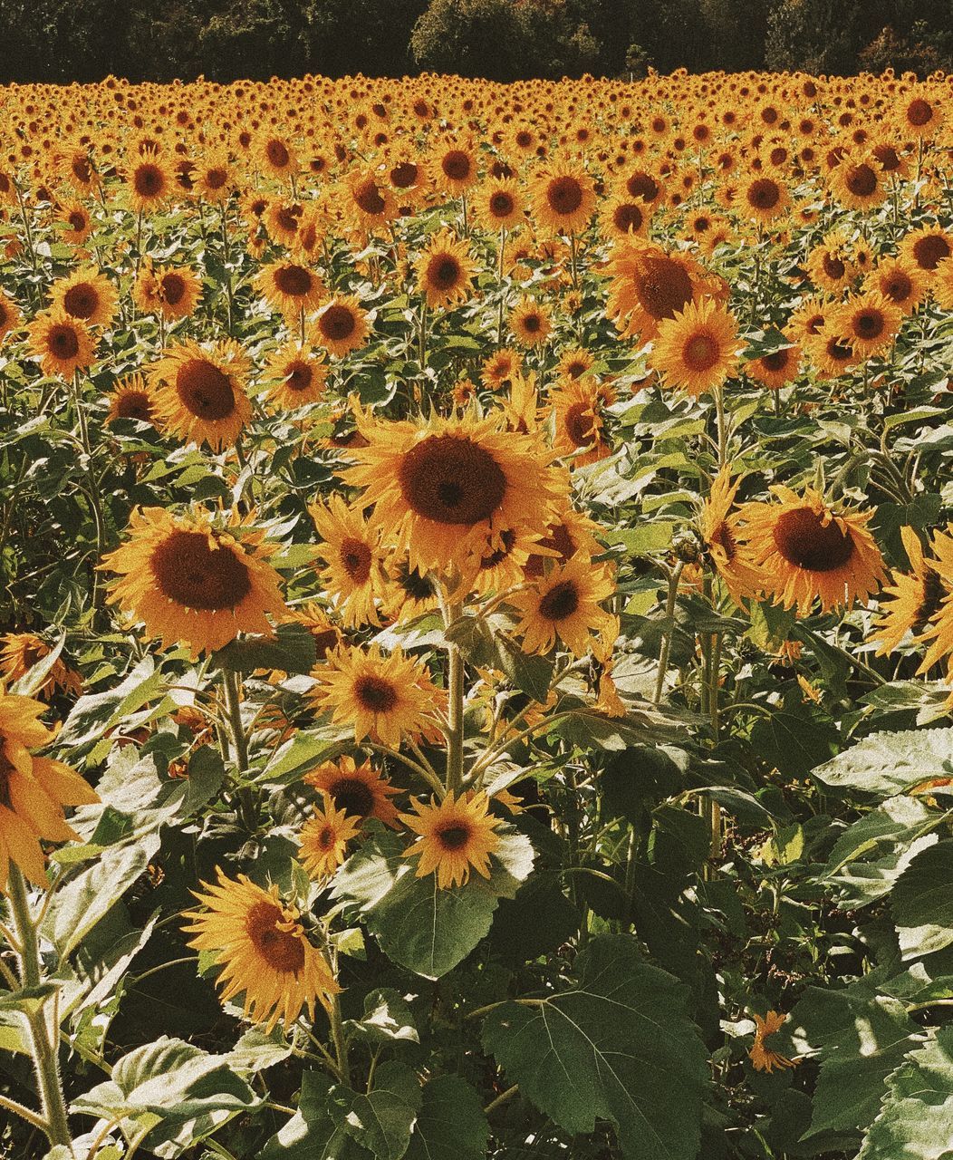 CLOSE-UP OF SUNFLOWERS ON FIELD