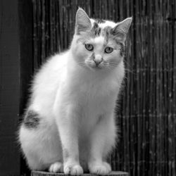 Portrait of a cat looking away