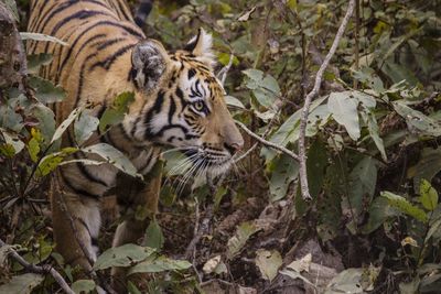 Close-up of tiger looking away by plants in forest