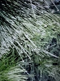 Full frame shot of grass in water