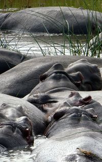 Close-up of horse relaxing