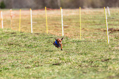 High angle view of squirrel on grassy field