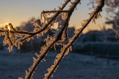 Close-up of frozen tree against sky