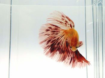 Close-up of fish swimming in glass