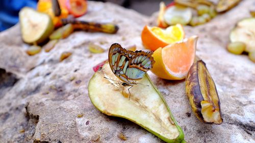 Close-up of butterfly feeding on fruits on rock