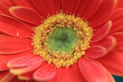 Full frame shot of red daisy flower