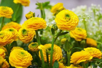 Close-up of yellow flowers blooming outdoors
