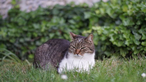 Cat looking away on field