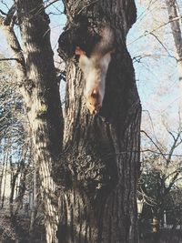 Low angle view of dog against trees