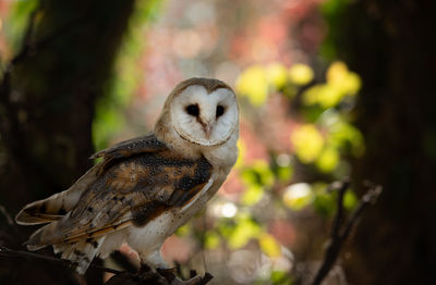 Close-up of owl perching on tree