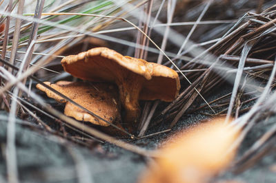 Close-up of dried mushroom growing on field