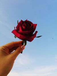 Cropped hand holding red rose against sky