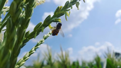 Low angle view of insect on plant against sky
