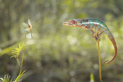 Chameleon on target