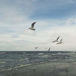 Seagull flying over sea