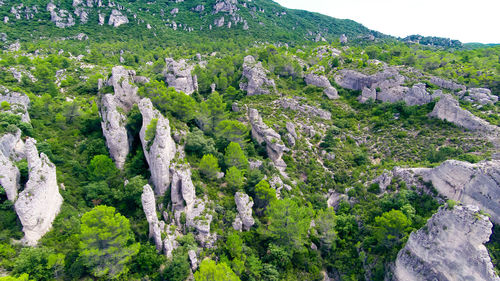 View of trees on cliff