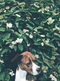 View of dog on flowering plant