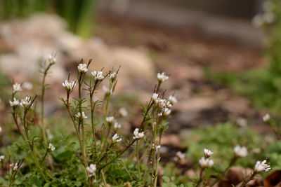 Close-up of white flowering plants on field