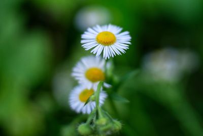 Close-up of white flowering plant