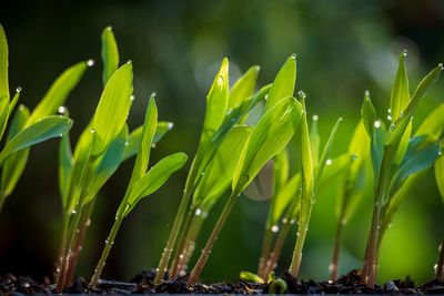 Close-up of wet plant on land