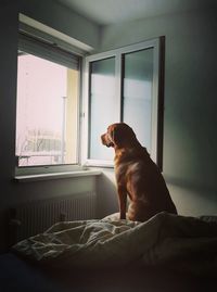 Dog sitting on bed looking through window