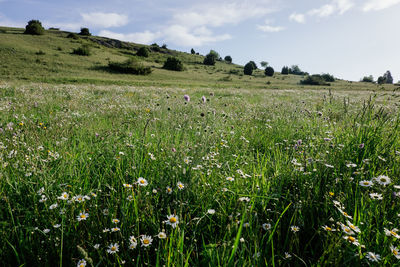 Scenic view of grassy field against sky