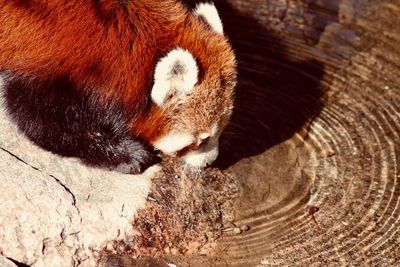 Close-up of a tree trunk