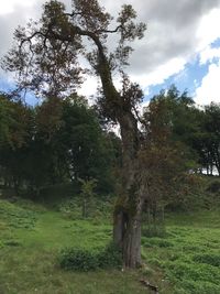 Trees in forest