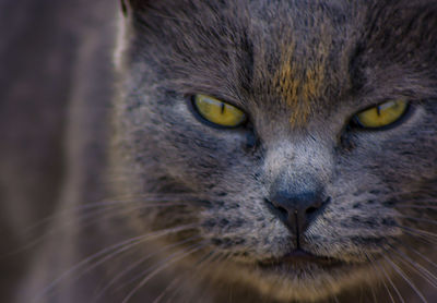 Close-up portrait of a cat