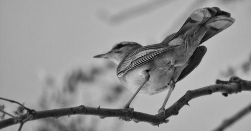 Low angle view of bird perching on branch