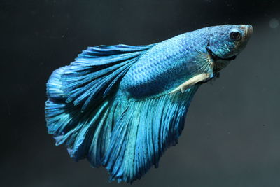 Close-up of blue siamese fighting fish swimming in aquarium