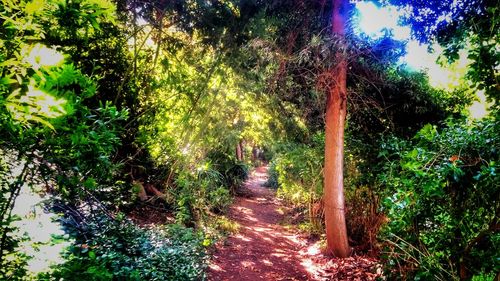 Footpath in forest