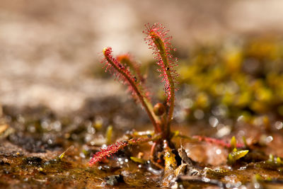 Close-up of wet plant