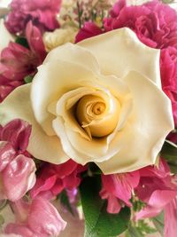 Close-up of pink roses