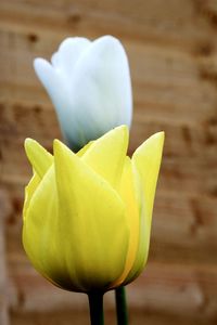 Close-up of yellow rose flower