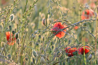 Close-up of red poppy flowers on field