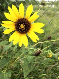 Close-up of yellow flower blooming outdoors