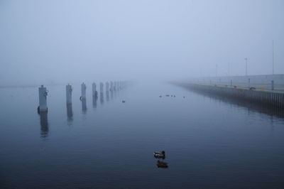 Ducks swimming in lake against sky during foggy weather