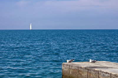 Blue sky and sea near piran, slovenia. sailboat and two seagulls.