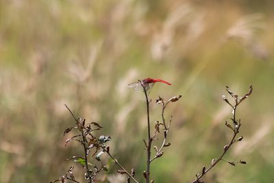 Close-up of bird perching on a plant